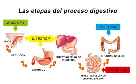 proceso digestivo